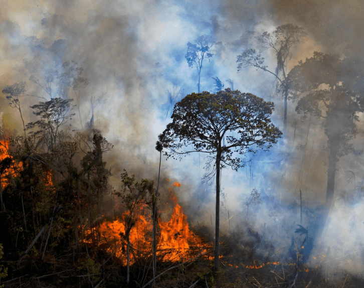 80% of forests have been destroyed or irreparably degraded 80% of forests have been destroyed or irreparably degraded